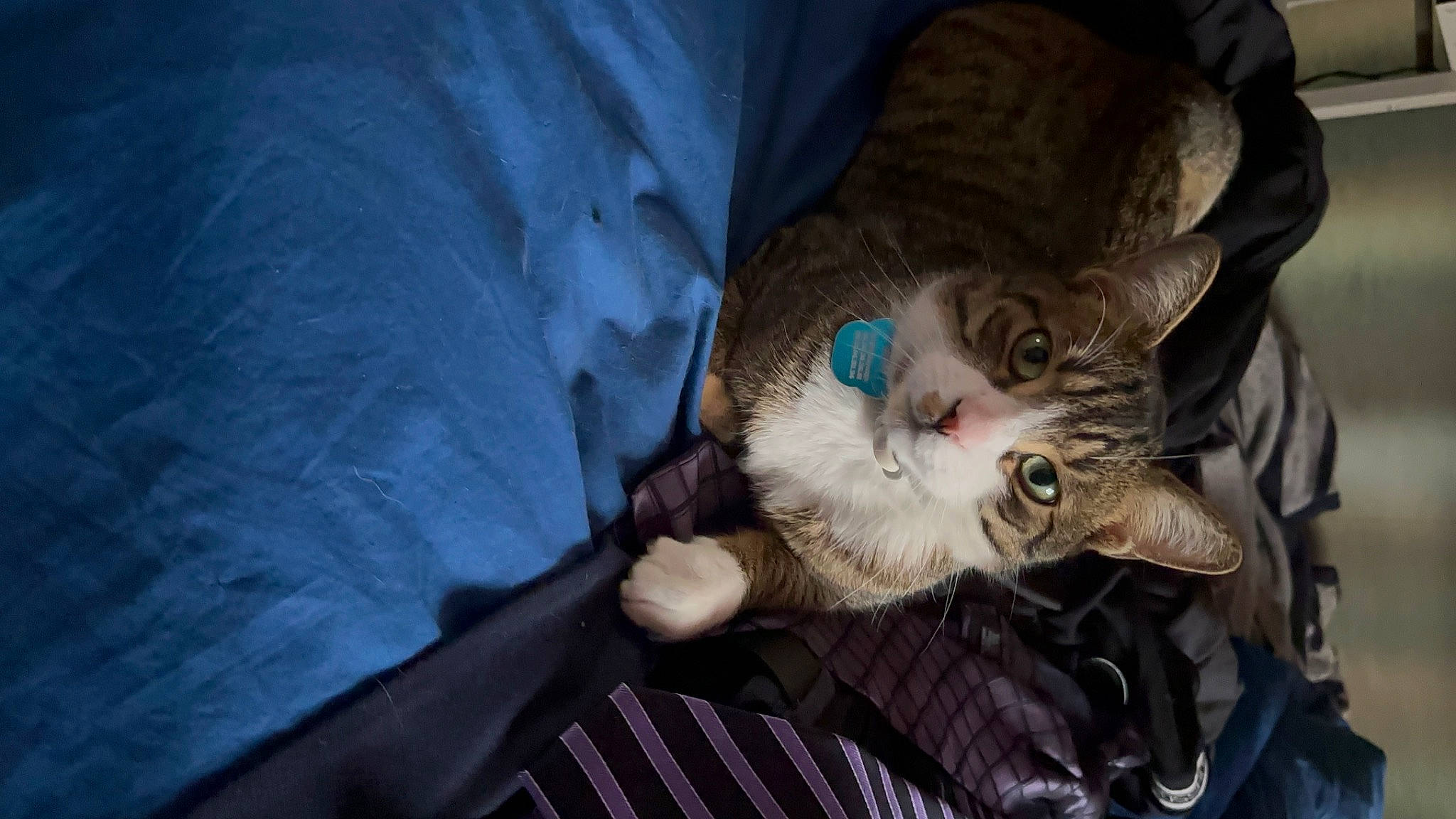 Steven participe au concours pour gagner de l'argent avec cette photo : carnivore, cat, claw, comfort, domestic_short_haired_cat, felidae, fur, paw, small_to_medium_sized_cats, snout, tail, whiskers