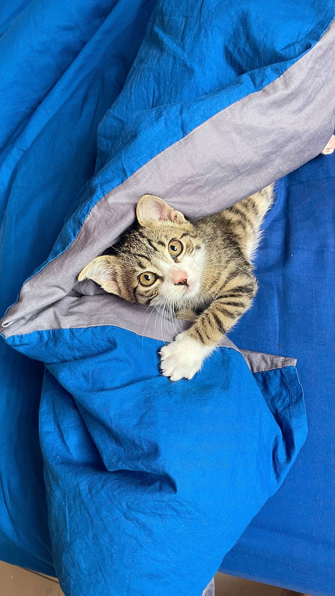 Steven participe au concours pour gagner de l'argent avec cette photo : bag, blue, carnivore, cat, claw, comfort, domestic_short_haired_cat, electric_blue, felidae, fur, grey, linens, sleeve, small_to_medium_sized_cats, terrestrial_animal, textile, whiskers