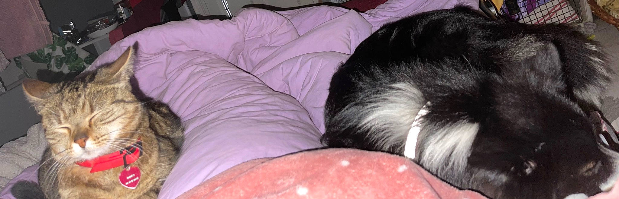 Sweety participe au concours pour gagner de l'argent avec cette photo : bedding, canidae, carnivore, comfort, companion_dog, couch, dog_breed, felidae, flesh, flooring, fur, human_leg, linens, nap, pillow, room, sporting_group, terrestrial_animal, thigh, wood