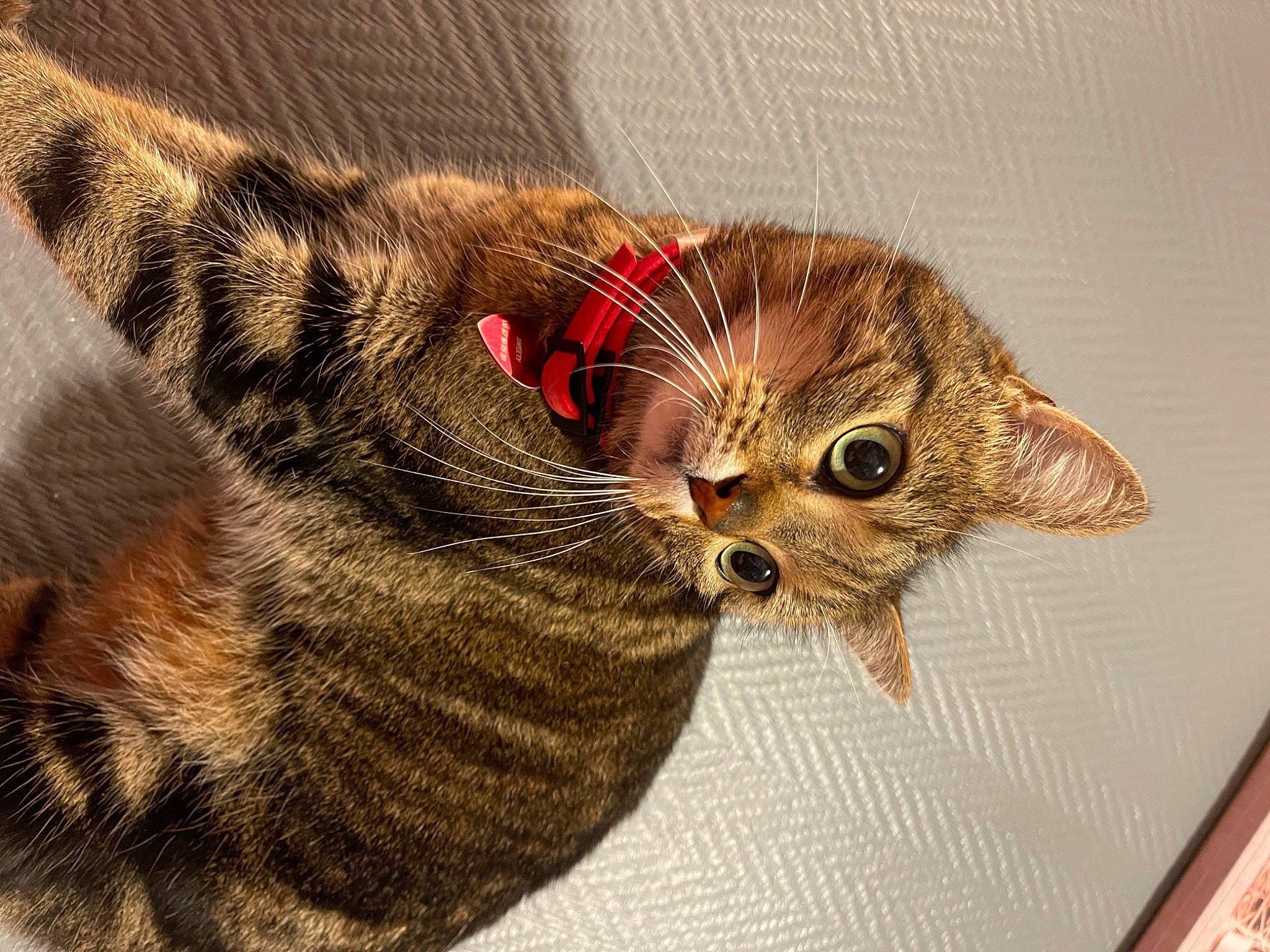 Sweety participe au concours pour gagner de l'argent avec cette photo : carnivore, cat, cat_supply, cat_toy, claw, comfort, domestic_short_haired_cat, eye, fashion_accessory, fawn, felidae, foot, fur, paw, small_to_medium_sized_cats, snout, tail, terrestrial_animal, whiskers