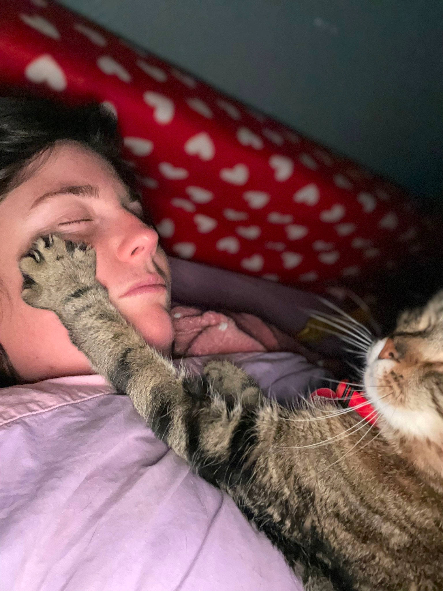 Sweety a rejoint le concours — aidez-le/la à gagner de superbes lots ! beard, bed, carnivore, cat, comfort, couch, domestic_short_haired_cat, ear, facial_expression, felidae, fur, gesture, happy, linens, long_hair, skin, small_to_medium_sized_cats, snout, textile, whiskers