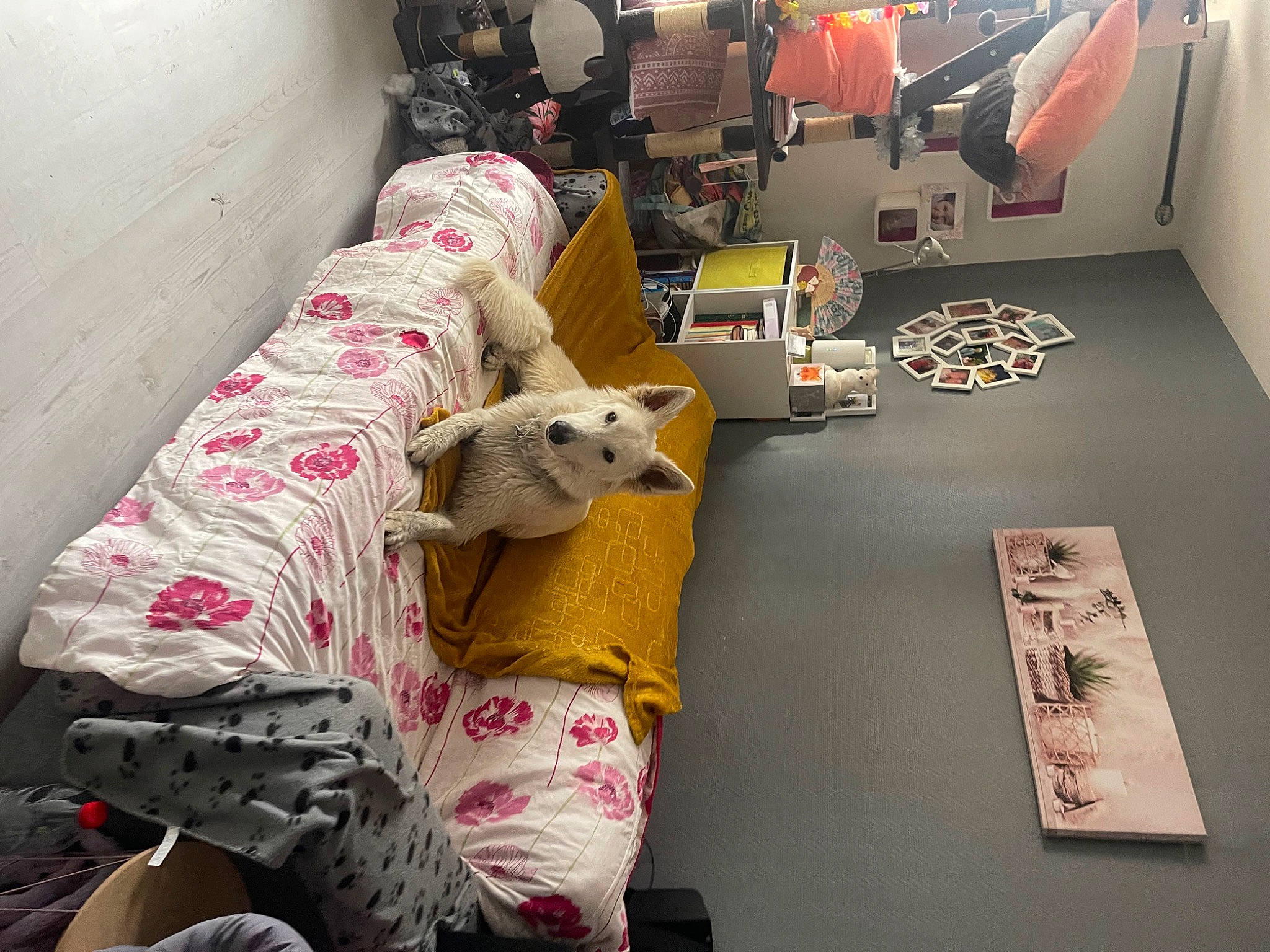 Mölkki a rejoint le concours — aidez-le/la à gagner de superbes lots ! art, automotive_design, bedding, comfort, companion_dog, couch, felidae, floor, flooring, fur, interior_design, linens, living_room, plush, room, stuffed_toy, terrestrial_animal, toy, visual_arts, working_animal