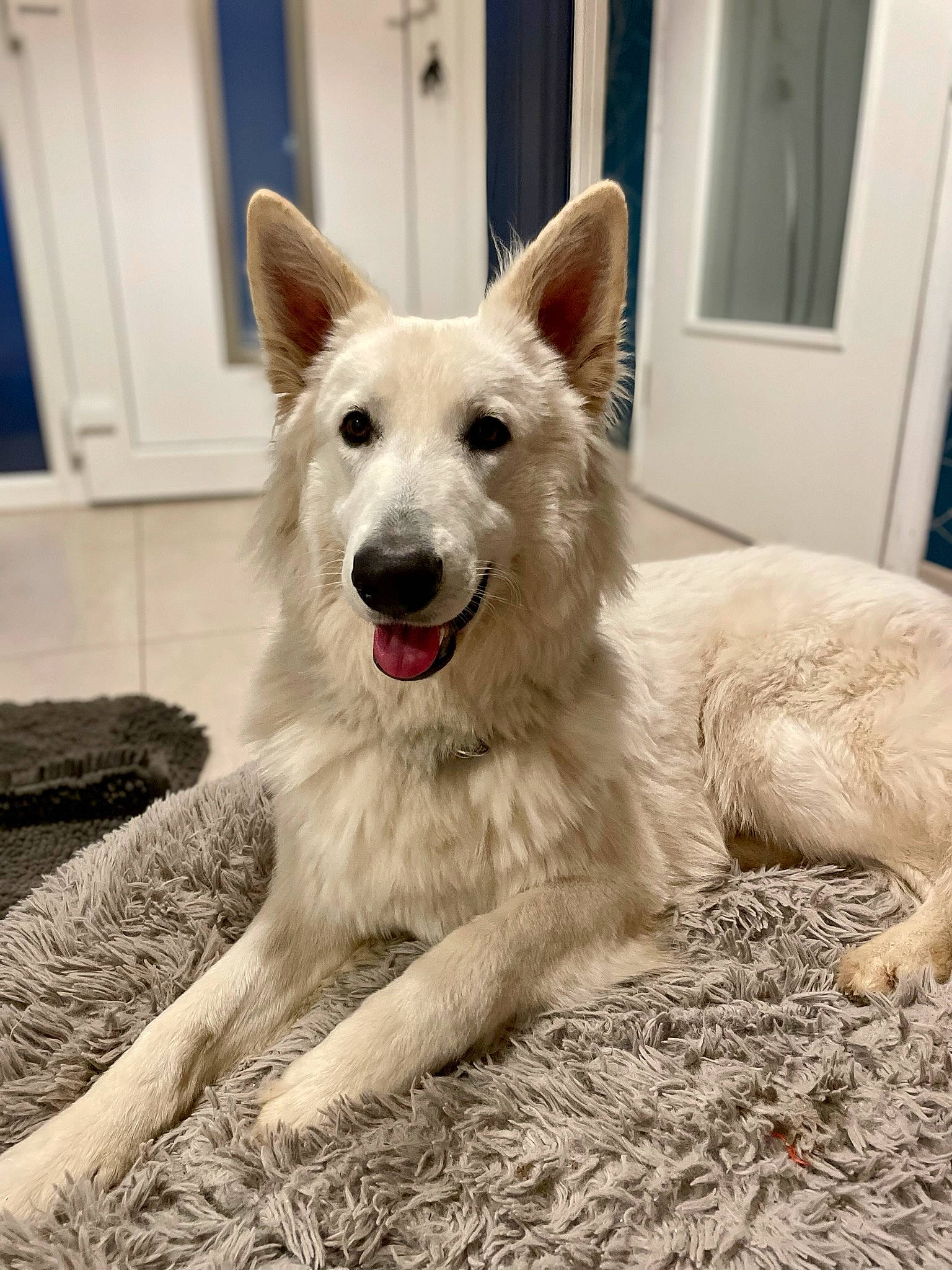 Mölkki participe au concours pour gagner de l'argent avec cette photo : ancient_dog_breeds, canidae, carnivore, companion_dog, dog, dog_breed, door, fang, fur, giant_dog_breed, herding_dog, non_sporting_group, plant, snout, sporting_group, tail, terrestrial_animal, window, working_animal, working_dog