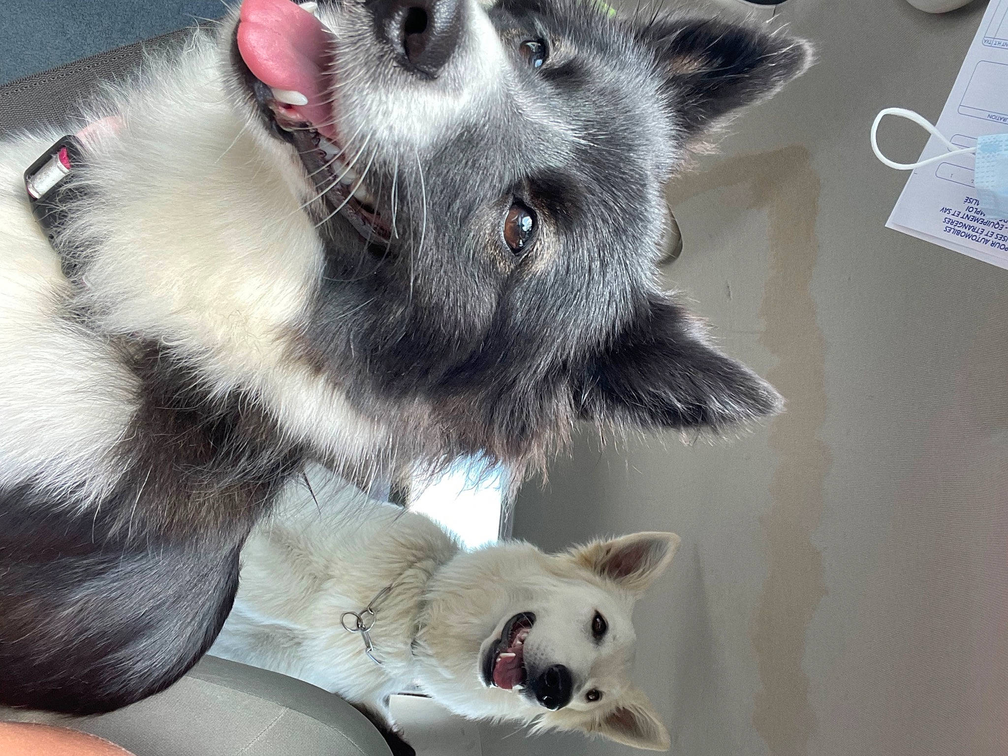 Mölkki a rejoint le concours — aidez-le/la à gagner de superbes lots ! canidae, carnivore, cat, comfort, companion_dog, dog, dog_breed, ear, fawn, felidae, foot, fur, mammal, paw, small_to_medium_sized_cats, snout, tail, whiskers, white, working_animal