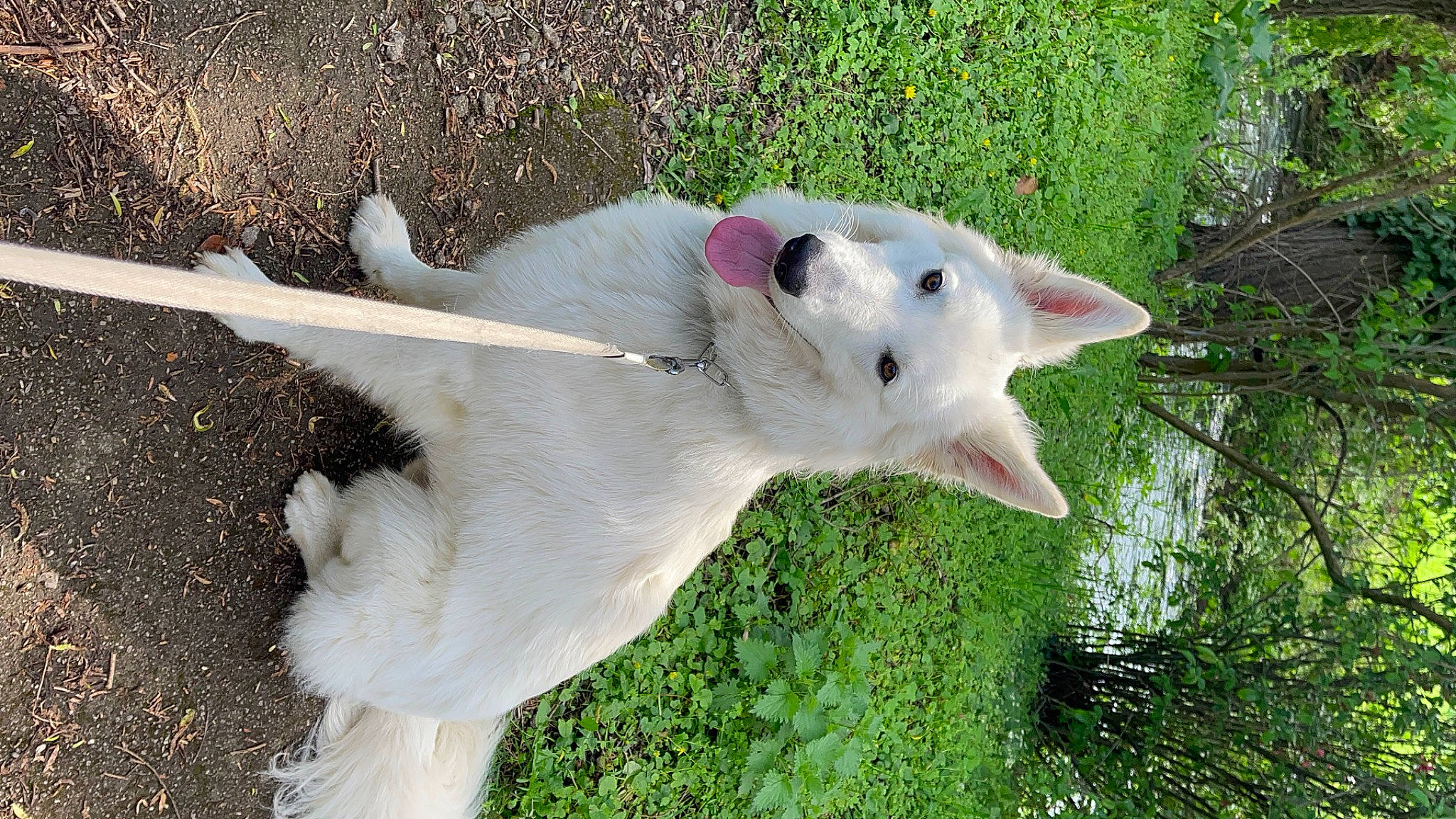 Mölkki a rejoint le concours — aidez-le/la à gagner de superbes lots ! canidae, carnivore, companion_dog, cow_goat_family, dog_breed, fawn, fur, goats, grass, grassland, livestock, non_sporting_group, pasture, plant, snout, tail, terrestrial_animal, wildlife, working_animal