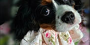 Bonnie joined the competition — help win amazing prizes! adorable, animal, black_white_brown, close_up, companion, cute, dog, domestic_animal, ears, expression, floral_pattern, fur, indoor, looking_up, pet, portrait, ruffled_collar, snout, soft_background, tricolor