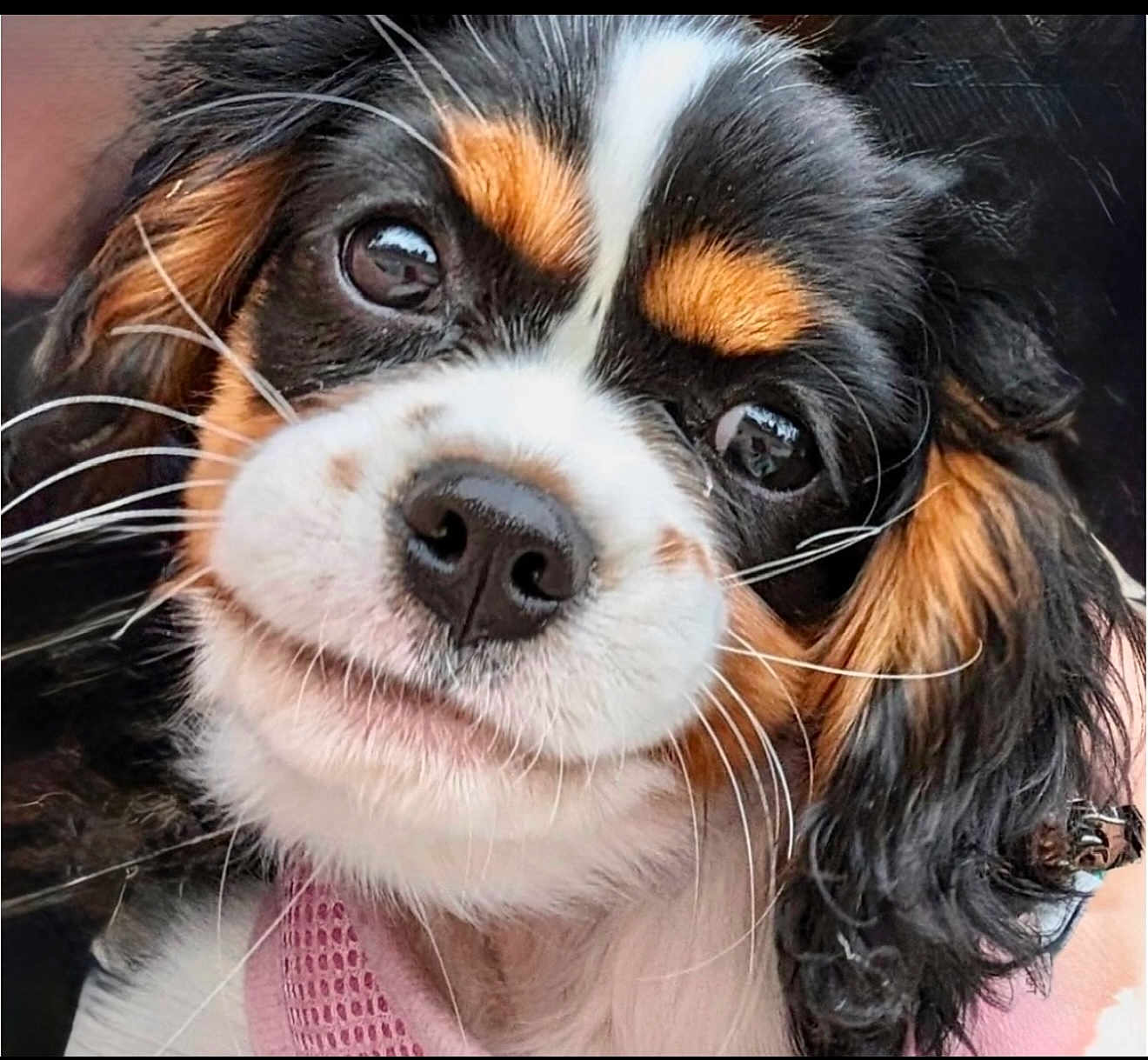 Bonnie