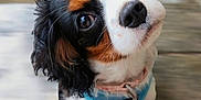 Bonnie is registered to the contest to win money with this photo: puppy, dog, pet, cute, curious, harness, black, white, brown, fur, portrait, closeup, animal, looking_up, ears, whiskers, outdoor, soft_background, adorable, friendly