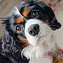 Bonnie joined the competition — help win amazing prizes! dog, cavalier_king_charles_spaniel, close_up, pet, animal, tricolor, cute, fluffy, portrait, whiskers, nose, ears, fur, indoors, soft_light, curious, face, expression, domestic_animal, companion