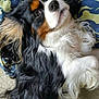 Bonnie joined the competition — help win amazing prizes! dog, pet, tricolor, long_hair, fluffy, cushion, blue, white, black, brown, relaxed, lying_down, close_up, indoor, canine, animal, cute, fur, portrait, resting