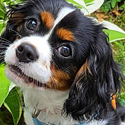 Bonnie joined the competition — help win amazing prizes! dog, puppy, cavalier_king_charles_spaniel, close_up, tricolor, black, white, brown, fur, ears, whiskers, collar, outdoor, greenery, leaves, nature, cute, pet, animal, portrait