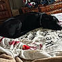 dog, black_dog, sleeping, bed, blanket, patterned_blanket, furniture, dresser, clothes, indoor, cozy, resting, wooden_furniture, decor, flowers, curtains, television, room, collar, pet