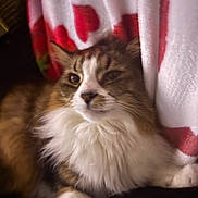 Kensington Palace is registered to the contest to win money with this photo: cat, fluffy, white_fur, brown_fur, pet, animal, indoor, blanket, red_pattern, cozy, relaxed, fur, whiskers, portrait, cute, domestic_cat, feline, resting, soft, close_up