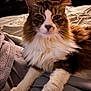 cat, fluffy, indoor, bed, fur, pet, animal, cozy, relaxed, whiskers, tabby, white_paws, portrait, feline, attention, soft_lighting, close_up, domestic, cute, resting