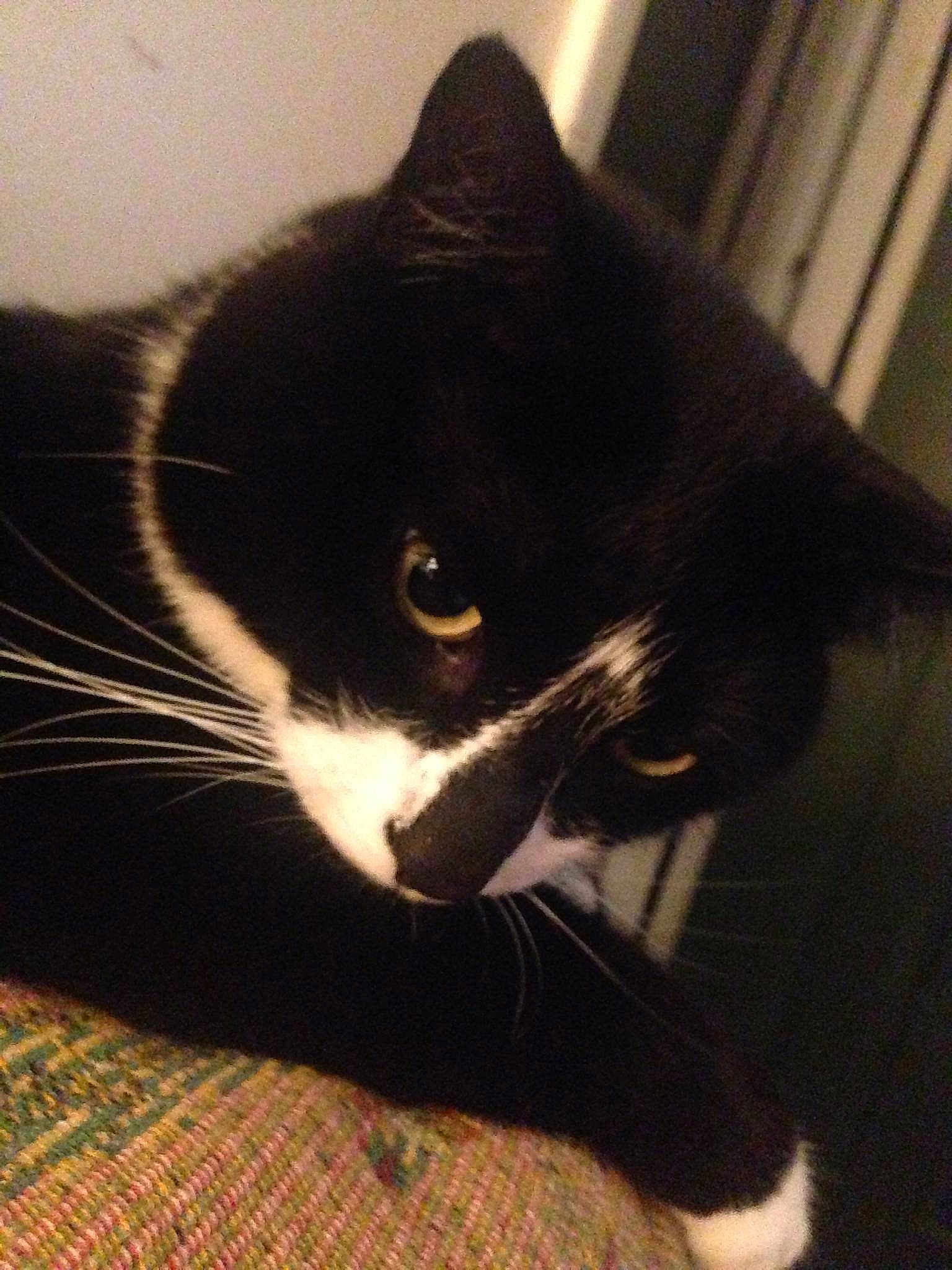 Harley