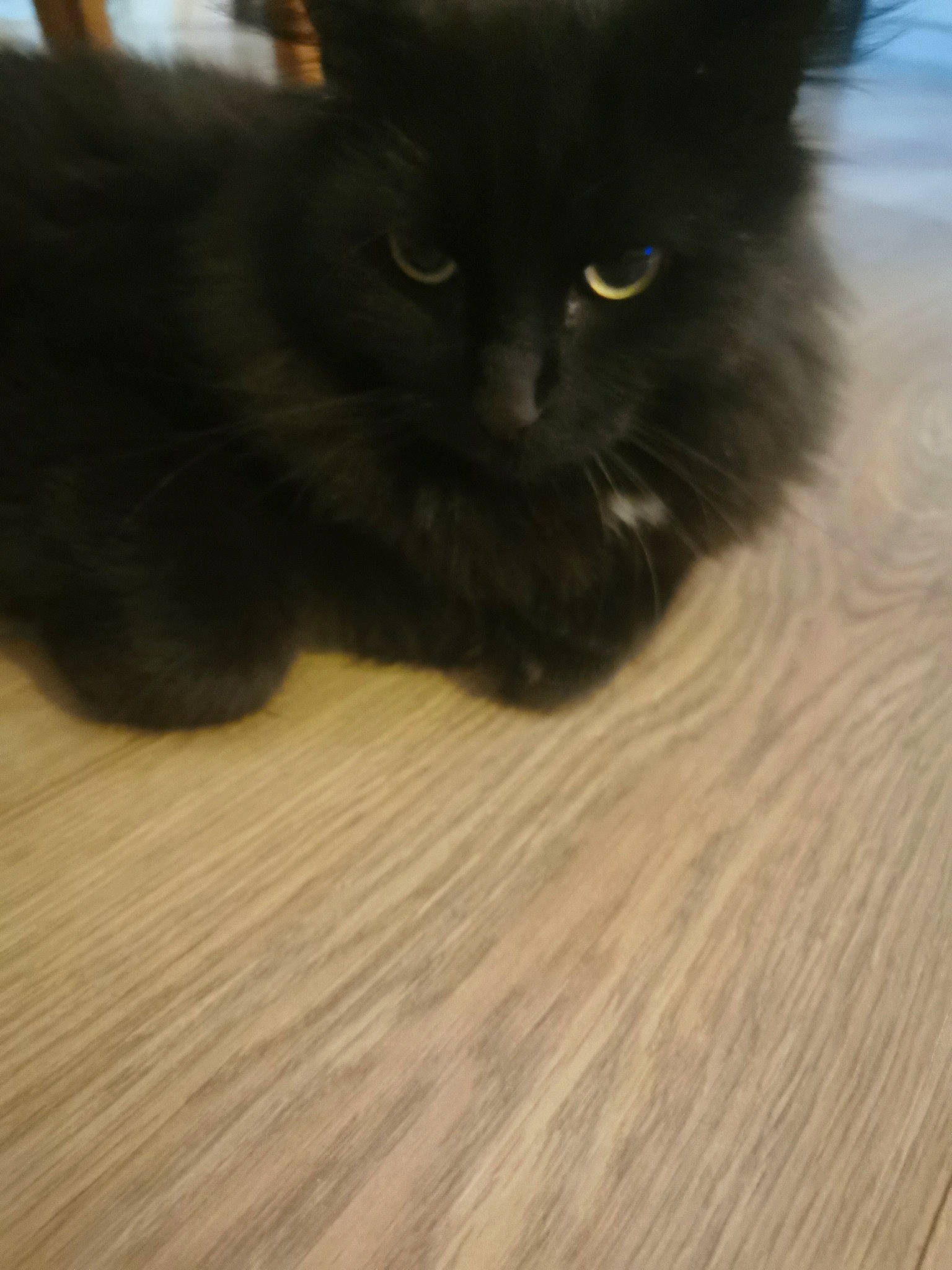 Oreo participe au concours pour gagner de l'argent avec cette photo : black_cat, carnivore, cat, comfort, domestic_short_haired_cat, eye, felidae, flooring, fur, hardwood, iris, laminate_flooring, paw, small_to_medium_sized_cats, snout, tail, whiskers, wood, wood_flooring, wood_stain