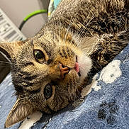 Gus joined the competition — help win amazing prizes! cat, tabby_cat, close_up, lying_down, tongue_out, pet, feline, whiskers, fur, animal, indoor, blanket, blue_blanket, cute, relaxed, face, ears, nose, eyes, household