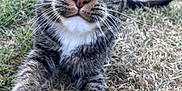 Gus joined the competition — help win amazing prizes! animal, cat, close_up, curious, ears, feline, grass, grass_field, mammal, nature, nose, outdoor, paw, pet, playful, stretching, tabby, whiskers, white_paws, young_cat