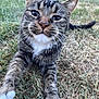 Gus joined the competition — help win amazing prizes! cat, tabby, whiskers, white_paws, grass, outdoor, playful, curious, feline, pet, animal, close_up, stretching, nature, mammal, grass_field, young_cat, paw, nose, ears
