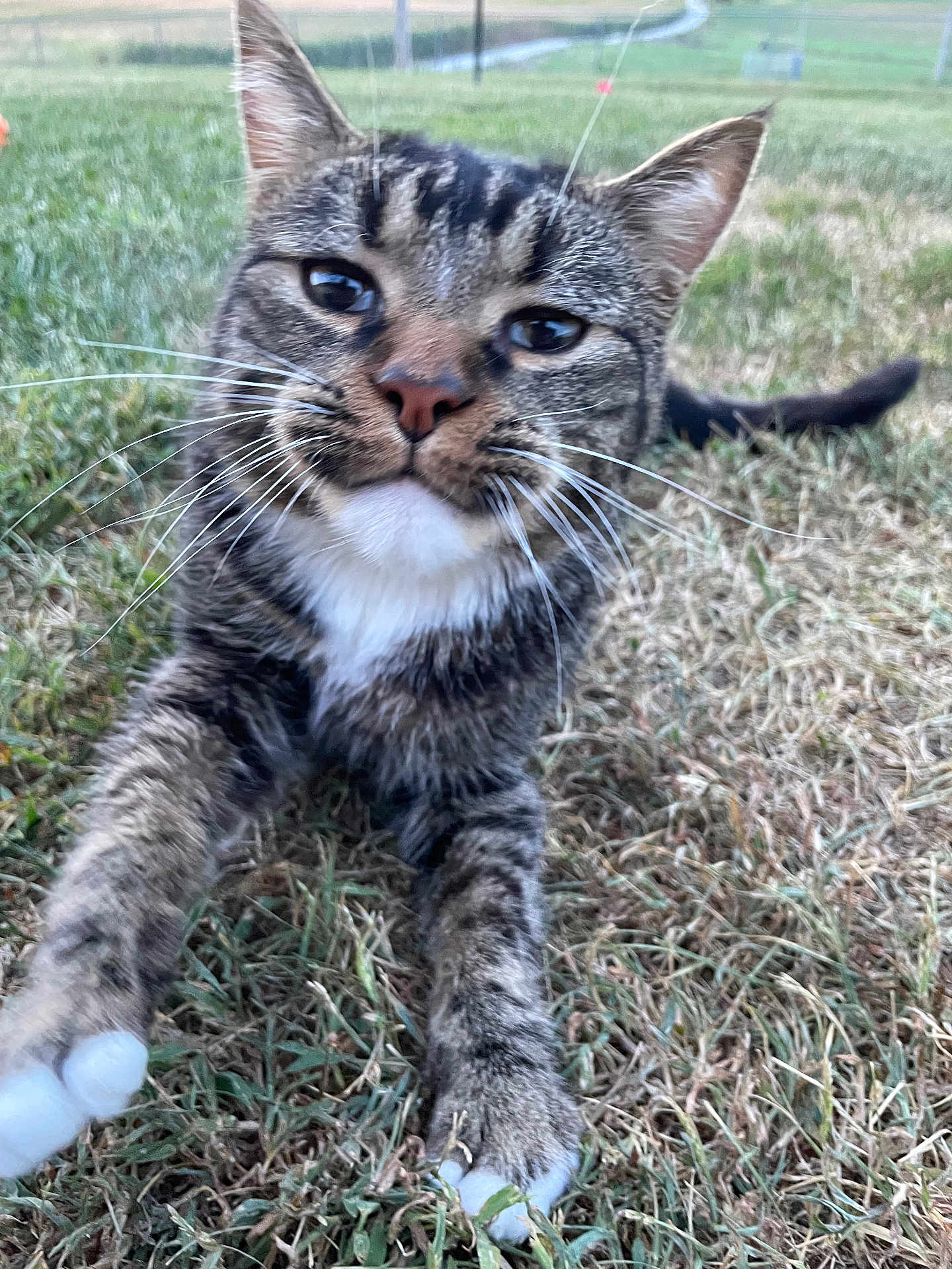 Gus