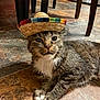 Gus joined the competition — help win amazing prizes! cat, tabby, sombrero, hat, floor, tile, indoor, pet, animal, whiskers, paws, fur, cute, domestic, relaxed, brown, white, striped, small_hat, funny