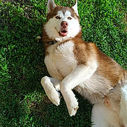 Loki participe au concours pour gagner de l'argent avec cette photo : dog, husky, grass, outdoor, pet, animal, canine, lying_down, sunlight, greenery, playful, relaxed, fur, nature, summer, mammal, happy, tongue, collar, ears