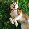 dog, husky, grass, outdoor, pet, animal, canine, lying_down, sunlight, greenery, playful, relaxed, fur, nature, summer, mammal, happy, tongue, collar, ears