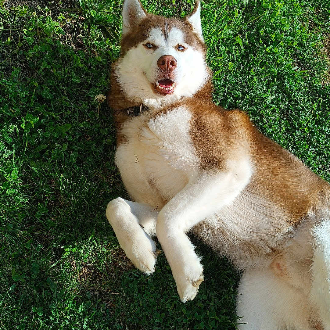 Loki