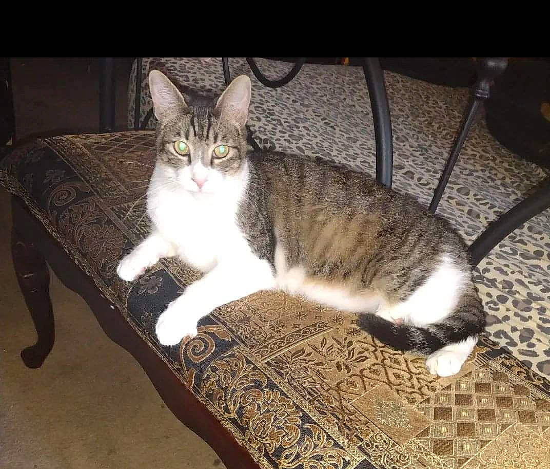 Kiko is registered to the contest to win money with this photo: carnivore, cat, comfort, domestic_short_haired_cat, felidae, floor, flooring, fur, grey, hardwood, mammal, metal, paw, sitting, small_to_medium_sized_cats, snout, tail, vertebrate, whiskers, wood