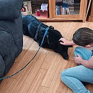 Penny joined the competition — help win amazing prizes! dog, person, indoor, wooden_floor, couch, cabinet, dvd, leash, petting, black_dog, casual_clothing, home, floor, seated, relaxed, technology, sitting, human_hand, living_room, furniture