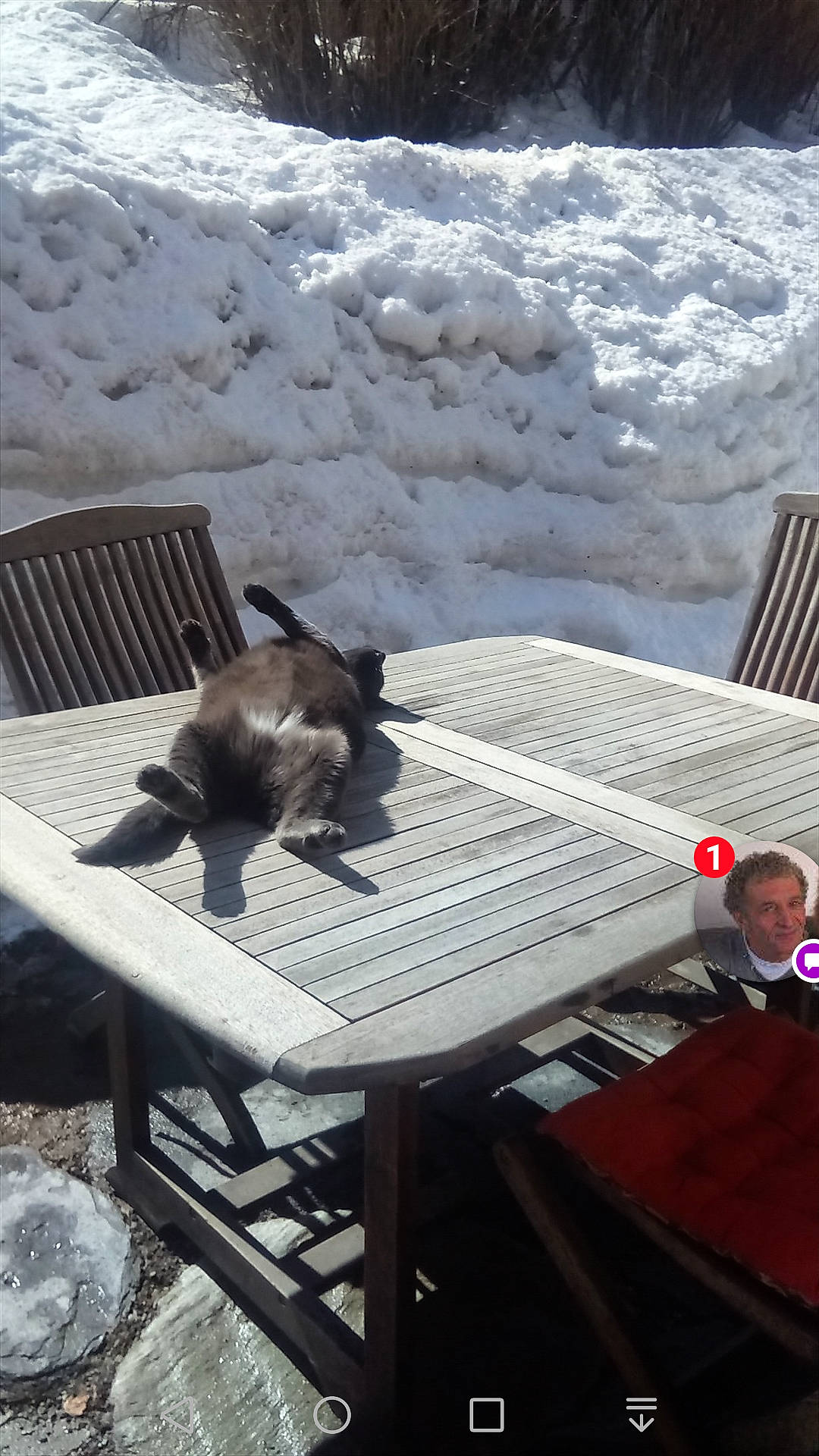 Saverio a rejoint le concours — aidez-le/la à gagner de superbes lots ! cat, chair, felidae, furniture, outdoor_furniture, person, small_to_medium_sized_cats, table