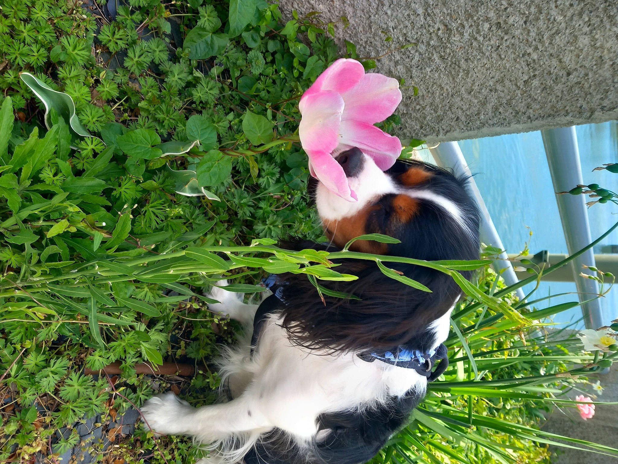 Skarlett-shery participe au concours pour gagner de l'argent avec cette photo : annual_plant, botany, companion_dog, dog_breed, flower, flowering_plant, fur, garden, grass, groundcover, herb, herbaceous_plant, petal, plant, shrub, sunglasses, tail, terrestrial_plant, wildflower, wing