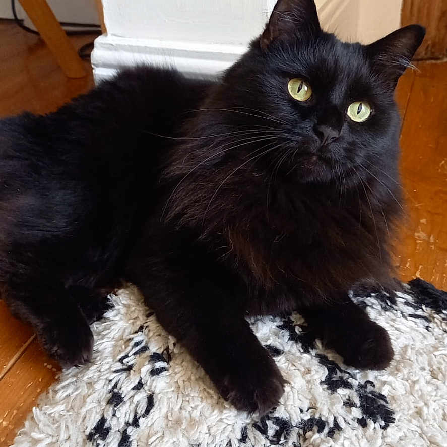 Nala joined the competition — help win amazing prizes! animal, black_cat, cat, cozy, curious, domestic_animal, ears, feline, floor, fluffy, green_eyes, home, indoor, looking_away, paws, pet, relaxed, rug, whiskers, wooden_floor