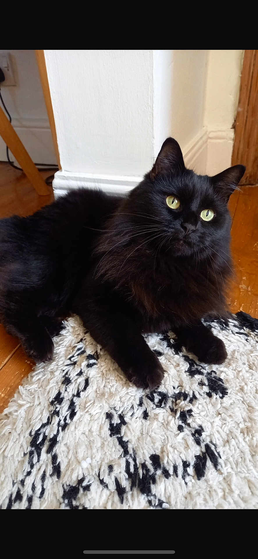 Nala joined the competition — help win amazing prizes! black_cat, cat, indoor, pet, feline, fluffy, green_eyes, curious, relaxed, rug, floor, wooden_floor, home, cozy, whiskers, ears, paws, animal, domestic_animal, looking_away