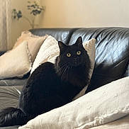 Nala joined the competition — help win amazing prizes! black_cat, cat, pet, animal, indoor, couch, leather_couch, cushions, pillows, living_room, furniture, fur, eyes, whiskers, tail, domestic_cat, cozy, curious, sitting, houseplant