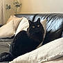 black_cat, cat, pet, animal, indoor, couch, leather_couch, cushions, pillows, living_room, furniture, fur, eyes, whiskers, tail, domestic_cat, cozy, curious, sitting, houseplant