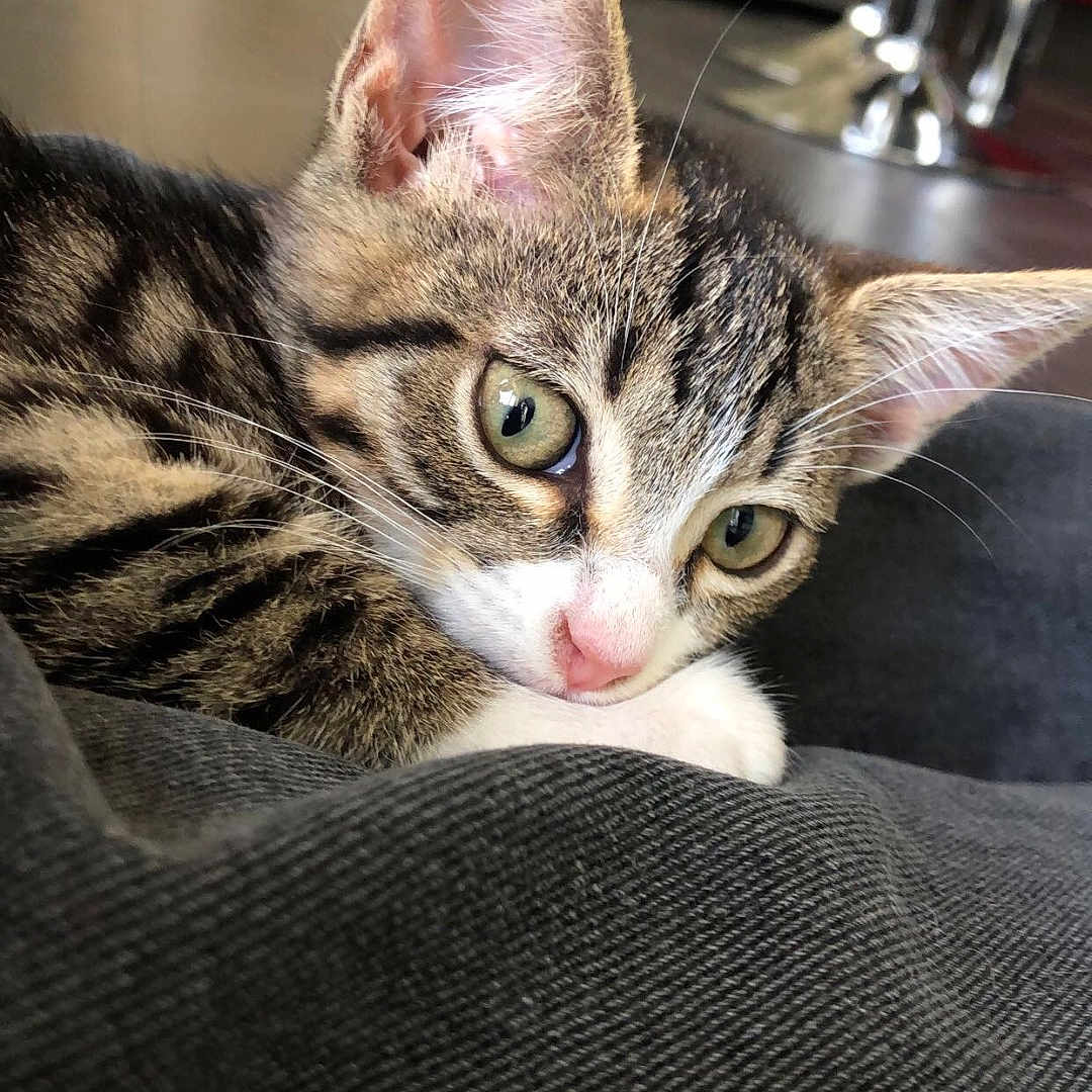Charly a rejoint le concours — aidez-le/la à gagner de superbes lots ! abyssinian, angora, animal, blanket, cat, couch, door, egyptiancat, face, furniture, head, indoors, kitten, manx, person, pet, photography, portrait