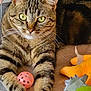 tabby_cat, green_eyes, cat, toy_ball, plush_toy, orange_toy, green_toy, indoor, pet, feline, whiskers, striped_fur, relaxed, close_up, paw, soft_surface, playful, cute, animal, domestic_cat