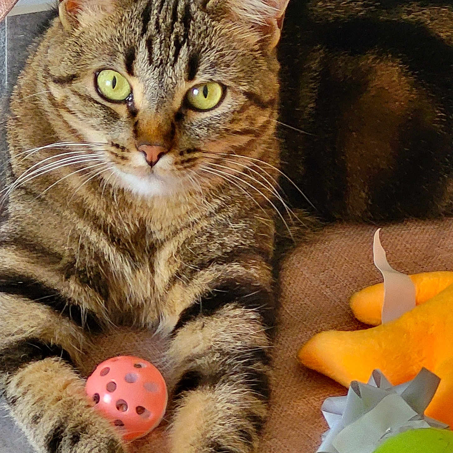 Jullian Desayes participe au concours pour gagner de l'argent avec cette photo : animal, cat, close_up, cute, domestic_cat, feline, green_eyes, green_toy, indoor, orange_toy, paw, pet, playful, plush_toy, relaxed, soft_surface, striped_fur, tabby_cat, toy_ball, whiskers