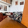 animal, brown, cat, closeup, cozy, curious, cushions, decor, furniture, green_eyes, home, indoor, leather_couch, living_room, peeking, pet, portrait, relaxing, wall_art, whiskers
