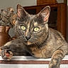 animal, cat, closeup, cute, dried_leaves, fur, furniture, green_eyes, home_interior, indoor, natural_light, paw, pet, plant, portrait, relaxed, striped_fabric, tablecloth, tortoiseshell_cat, wooden_cabinet