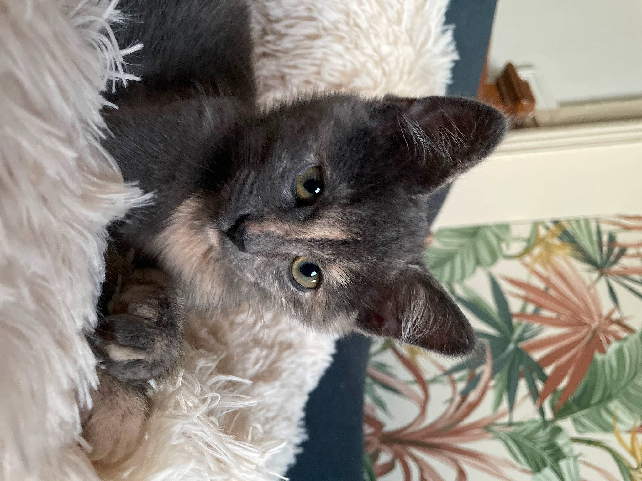 June participe au concours pour gagner de l'argent avec cette photo : black_cat, canidae, carnivore, cat, claw, dog_breed, domestic_short_haired_cat, ear, fawn, felidae, fur, paw, small_to_medium_sized_cats, snout, tail, terrestrial_animal, whiskers