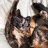 animal, blanket, cat, comfortable, cozy, cute, ears, feline, fur, indoor, nap, paw, pet, relaxed, resting, sleeping, soft, stretching, tortoiseshell, whiskers