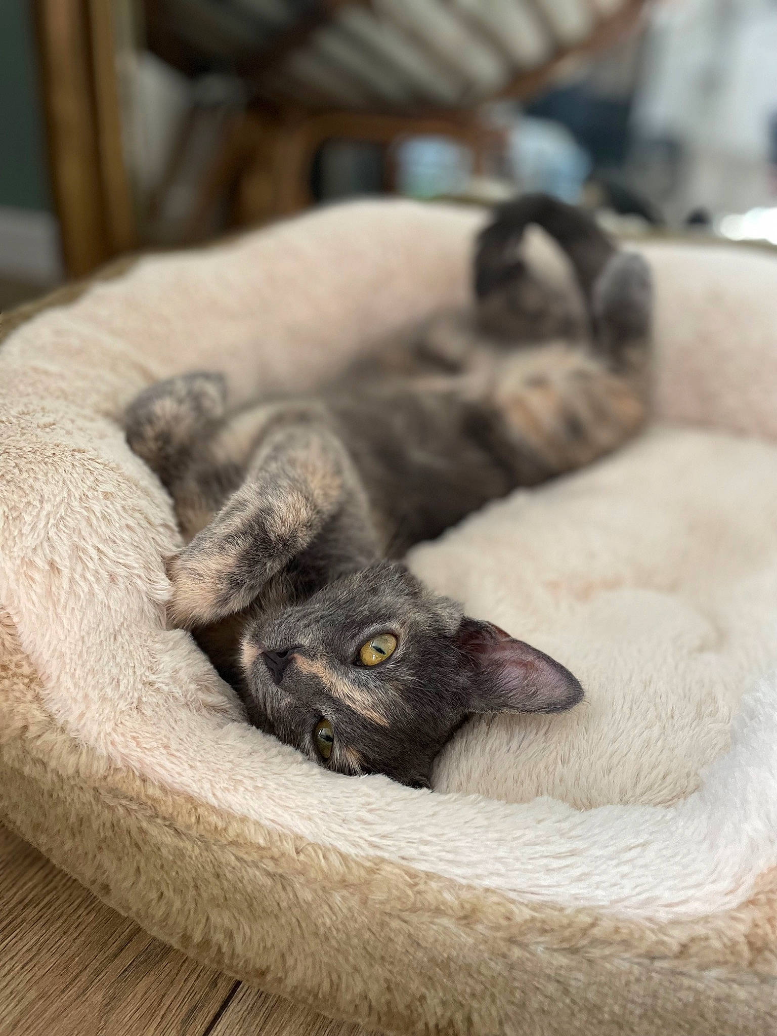 June participe au concours pour gagner de l'argent avec cette photo : carnivore, cat, claw, comfort, companion_dog, dog_breed, domestic_short_haired_cat, fawn, felidae, flooring, fur, grey, hardwood, linens, paw, small_to_medium_sized_cats, snout, tail, whiskers, wood