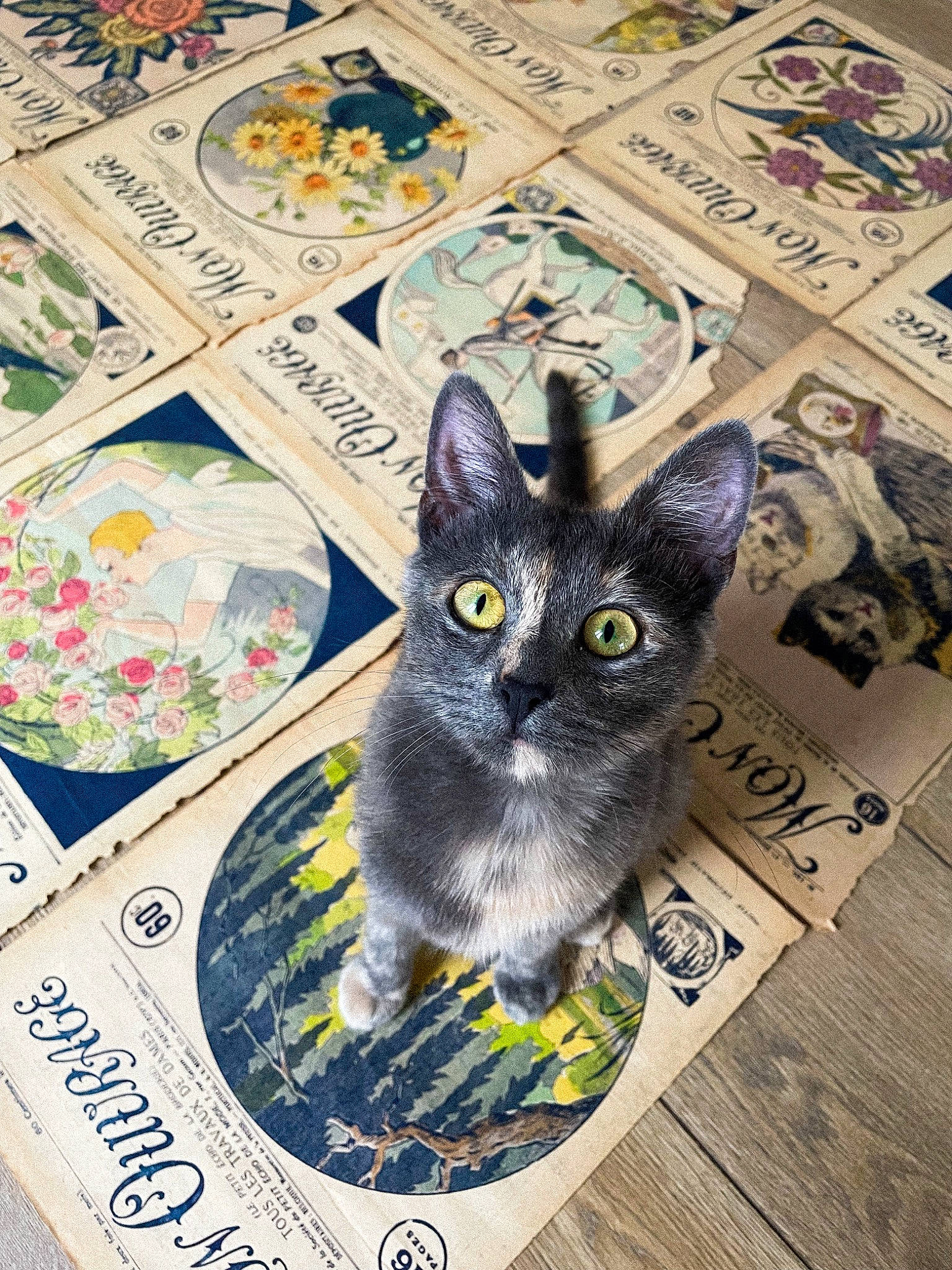 June a rejoint le concours — aidez-le/la à gagner de superbes lots ! box, carnivore, cat, cat_supply, domestic_short_haired_cat, felidae, flooring, font, paper, pattern, paw, pet_supply, photo_caption, publication, puzzle, rectangle, small_to_medium_sized_cats, snout, tail, whiskers