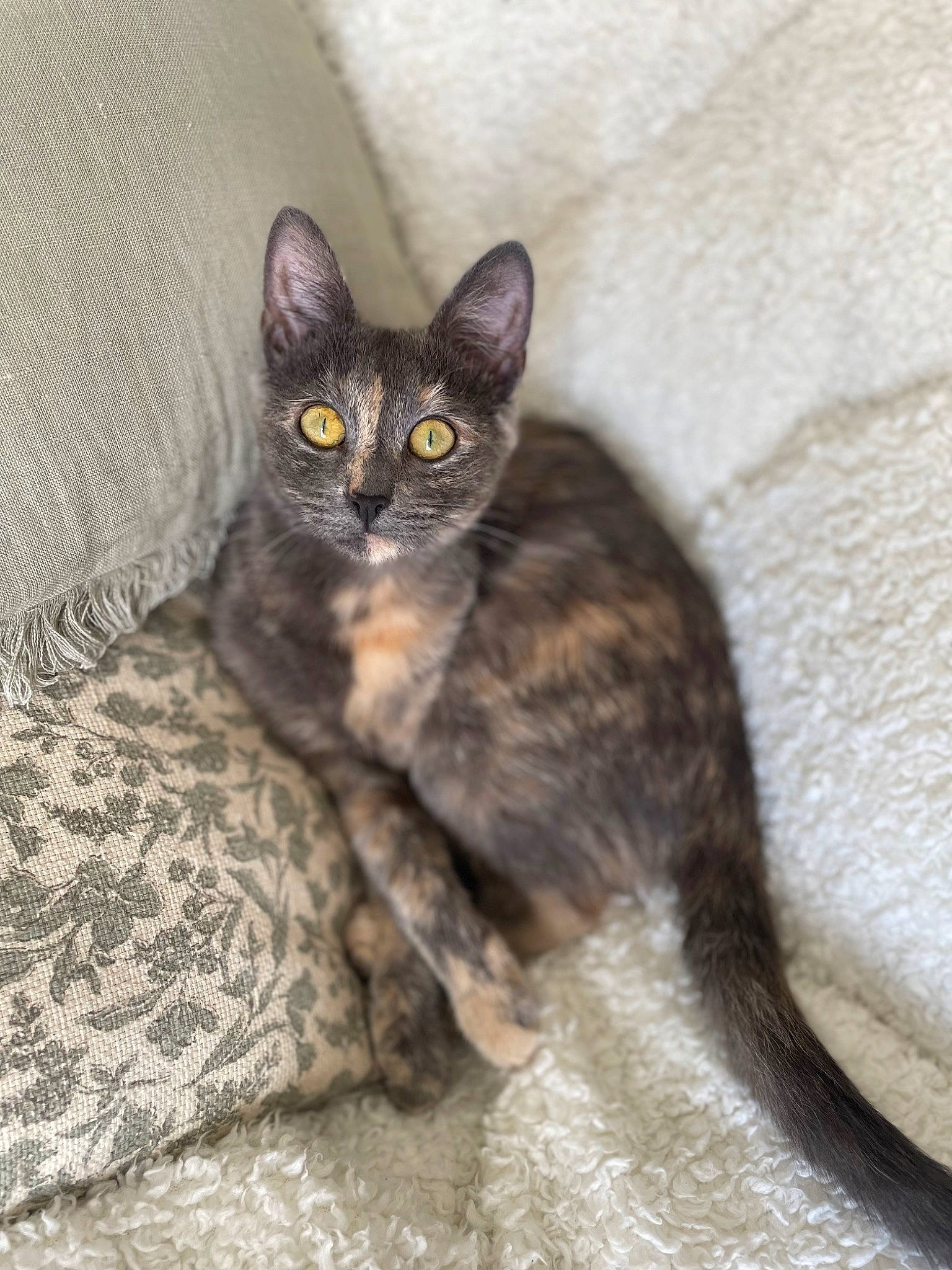 June participe au concours pour gagner de l'argent avec cette photo : carnivore, cat, comfort, domestic_short_haired_cat, eye, felidae, fur, paw, sitting, small_to_medium_sized_cats, snout, tail, terrestrial_animal, whiskers