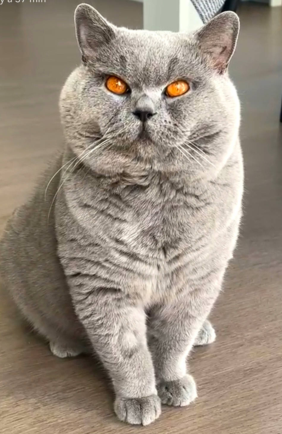 Gribouille