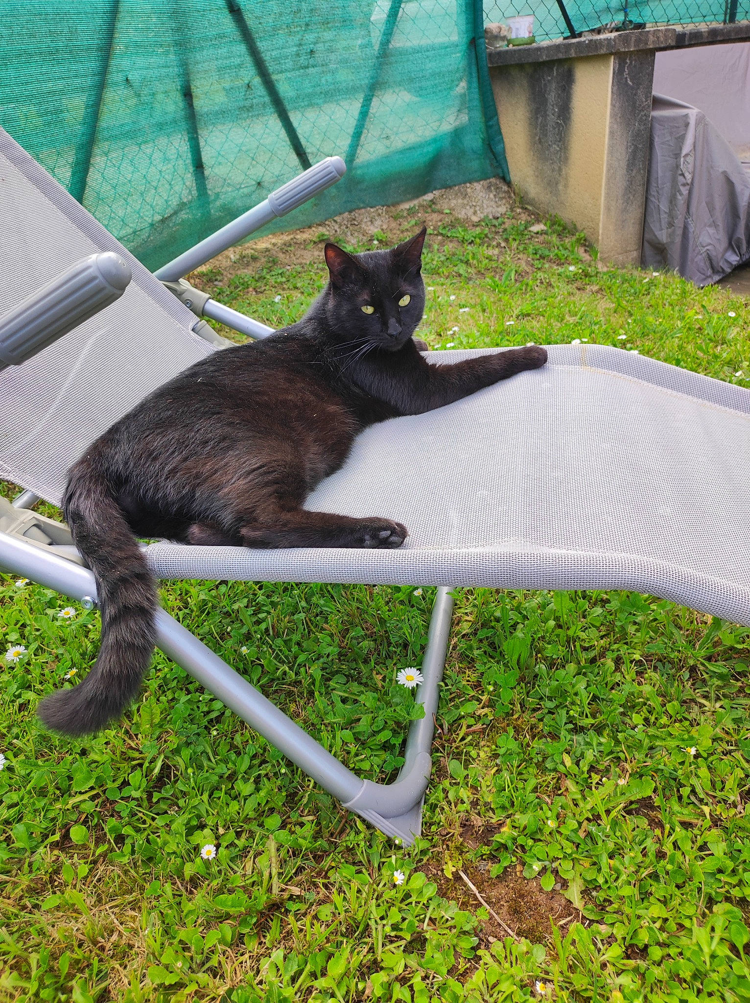 Bagheera a rejoint le concours — aidez-le/la à gagner de superbes lots ! bombay, canidae, carnivore, cat, comfort, dog_breed, domestic_short_haired_cat, felidae, grass, groundcover, lawn, mammal, outdoor_furniture, plant, small_to_medium_sized_cats, sporting_group, tail, terrestrial_animal, vertebrate, whiskers