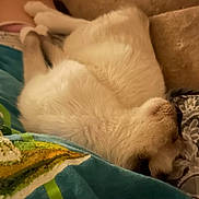 Bingo is registered to the contest to win money with this photo: dog, sleeping, white_fur, blanket, bedding, cozy, pet, indoor, resting, fur, animal, cute, comfort, relaxation, close_up, laying_down, snuggle, home, soft, peaceful