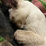 Bingo joined the competition — help win amazing prizes! cat, siamese_cat, sleeping, curled_up, furry, whiskers, close_up, pet, animal, resting, paw, soft_texture, blanket, indoor, cozy, cute, fur, relaxation, mammal, peaceful